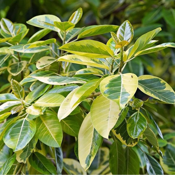freedficus
